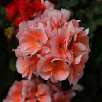 Pelargonium x hortorum Presto™ 'Light Salmon' (050701)