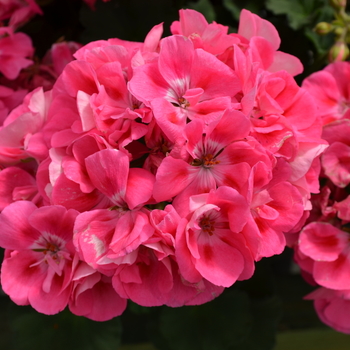 Pelargonium x hortorum Presto™ 'Pink Eye' (050702)