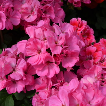 Pelargonium x hortorum Presto™ 'Pink' (050704)