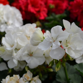 Pelargonium x hortorum Presto™ 'White' (050707)