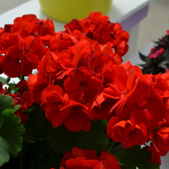 Pelargonium x hortorum Sunrise™ 'Brilliant Red' (050709)