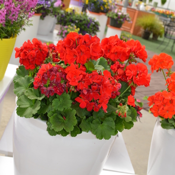 Pelargonium x hortorum Sunrise™ 'Brilliant Red' (050710)