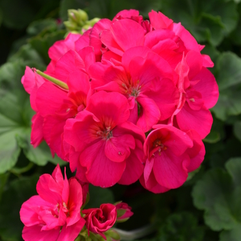 Pelargonium x hortorum 'Sunrise XL Violet' (050713)