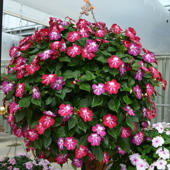 Impatiens walleriana Patchwork™ 'Cosmic Burgundy' (050714)