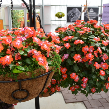 Impatiens walleriana Patchwork™ 'Cosmic Orange' (050717)