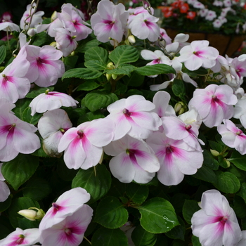 Impatiens walleriana Patchwork™ 'Pink Ice' (050723)