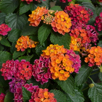 Lantana camara Little Lucky™ 'Hot Pink' (050726)