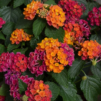 Lantana camara Little Lucky™ 'Hot Pink' (050727)