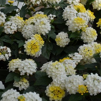 Lantana camara Lucky™ 'Lemon Glow' (050728)