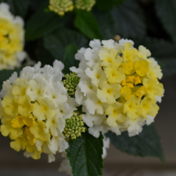 Lantana camara Lucky™ 'Lemon Glow' (050729)