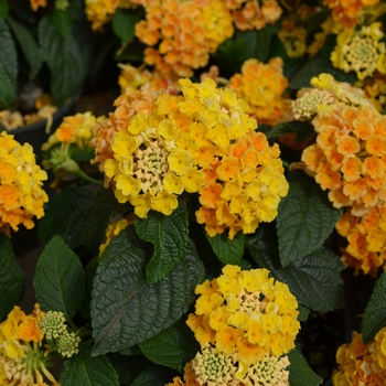 Lantana camara Little Lucky™ 'Peach Glow' (050730)