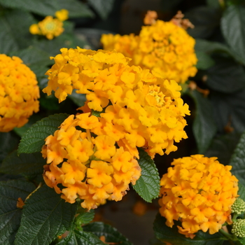 Lantana camara Little Lucky™ 'Pot of Gold' (050731)