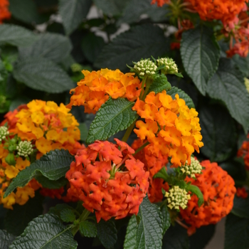 Lantana camara Lucky™ 'Flame' (050732)