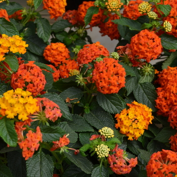 Lantana camara Lucky™ 'Flame' (050733)