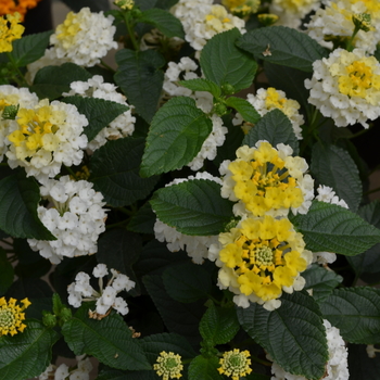 Lantana camara Lucky™ 'Lemon Glow' (050734)