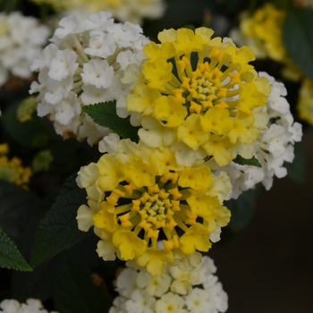 Lantana camara Lucky™ 'Lemon Glow' (050735)