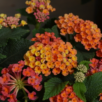 Lantana camara Lucky™ 'Peach' (050736)