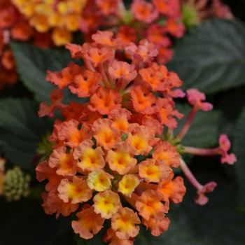 Lantana camara Lucky™ 'Peach' (050737)