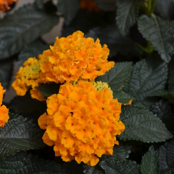 Lantana camara Lucky™ 'Pure Gold' (050739)