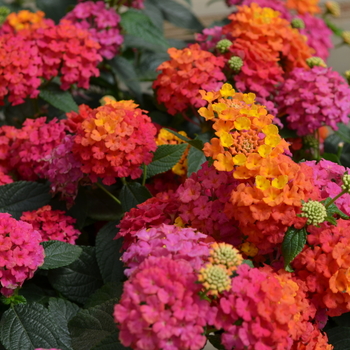 Lantana camara Lucky™ 'Sunrise Rose' (050740)