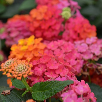 Lantana camara Lucky™ 'Sunrise Rose' (050742)