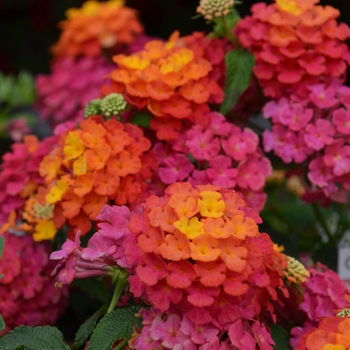 Lantana camara Lucky™ 'Sunrise Rose' (050743)