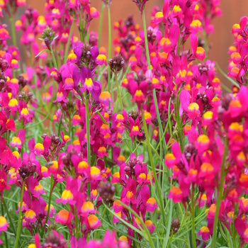 Linaria maroccana 'Enchantment' (050745)