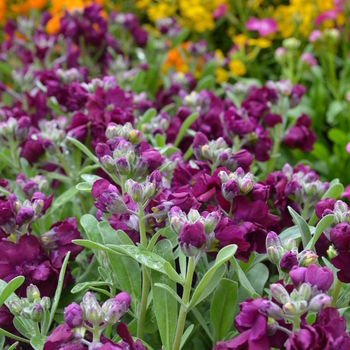 Matthiola incana 'Hot Cakes Burgundy' (050747)