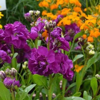 Matthiola incana 'Hot Cakes Purple' (050751)