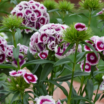 Dianthus barbatus Sweet™ 'Purple White Bi-Color' (050762)