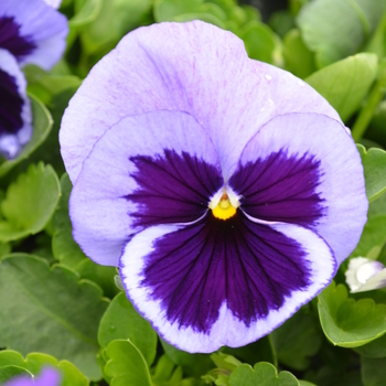 Viola x wittrockiana Spring Matrix™ 'Ocean' (050775)