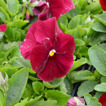 Viola x wittrockiana Matrix® 'Rose' (050779)