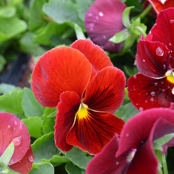 Viola x wittrockiana Matrix® 'Rose' (050780)