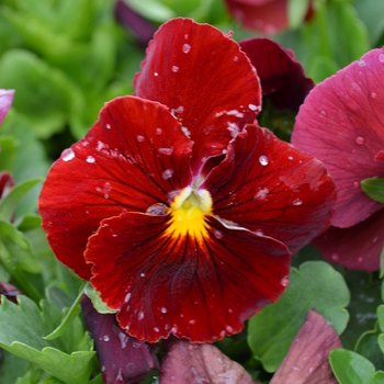 Viola x wittrockiana Matrix® 'Rose' (050781)