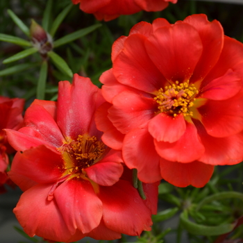 Portulaca grandiflora Happy Trails™ 'Deep Red' (050789)