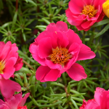 Portulaca grandiflora Happy Trails™ 'Fuchsia' (050790)