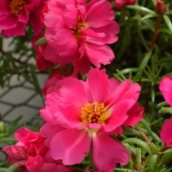 Portulaca grandiflora Happy Trails™ 'Fuchsia' (050791)