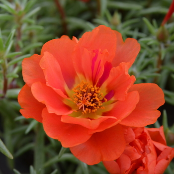 Portulaca grandiflora Happy Trails™ 'Orange' (050794)