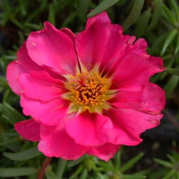 Portulaca grandiflora Happy Trails™ 'Peppermint' (050795)