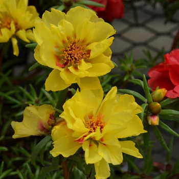 Portulaca grandiflora Happy Trails™ 'Primrose' (050797)