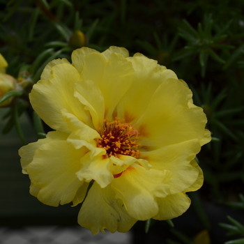 Portulaca grandiflora Happy Trails™ 'Primrose' (050798)