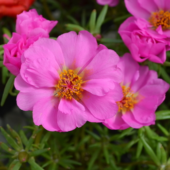 Portulaca grandiflora Happy Trails™ 'Rosita' (050799)