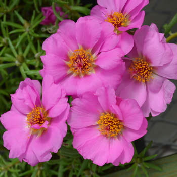 Portulaca grandiflora Happy Trails™ 'Rosita' (050800)