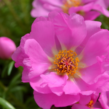 Portulaca grandiflora Happy Trails™ 'Rosita' (050801)