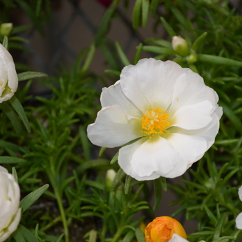 Portulaca grandiflora Happy Trails™ 'White' (050802)