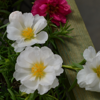 Portulaca grandiflora Happy Trails™ 'White' (050803)