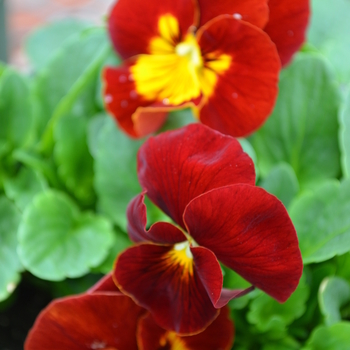 Viola x wittrockiana Panola™ 'Sunburst' (050831)