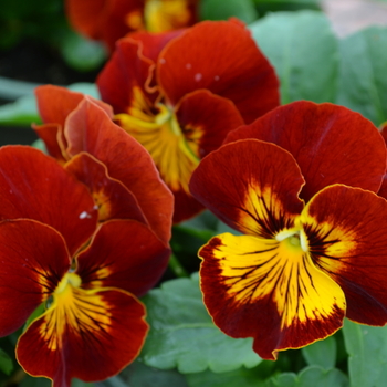 Viola x wittrockiana Panola™ 'Sunburst' (050832)