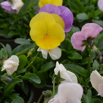 Viola x wittrockiana Panola™ 'Silhouette Mix' (050834)