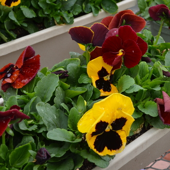 Viola x wittrockiana Spring Matrix™ 'Autumn Blaze' (050839)